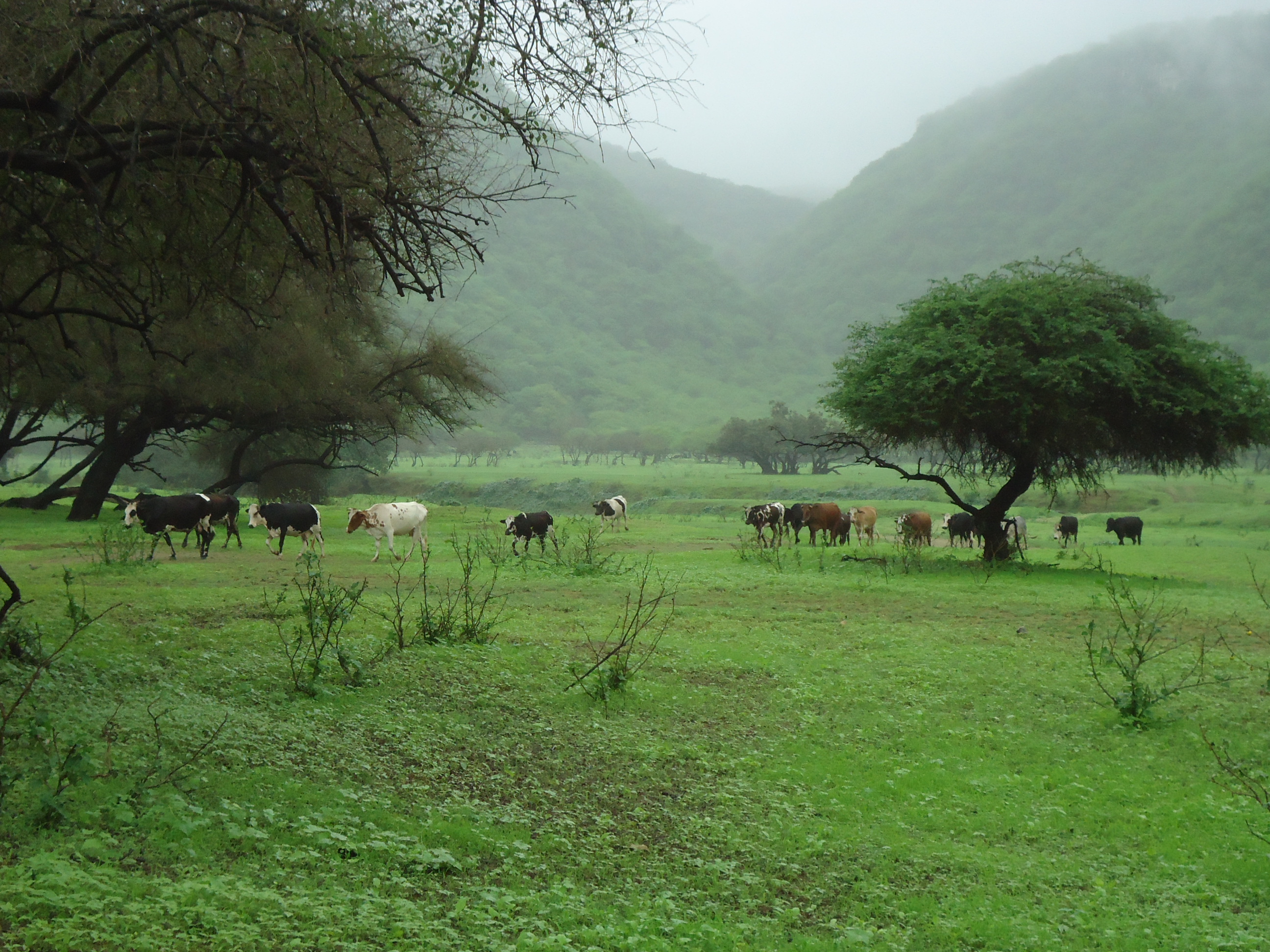 Wadi Darbat