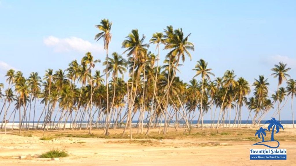 Coconut Palms at Haffa Beach Salalah Oman