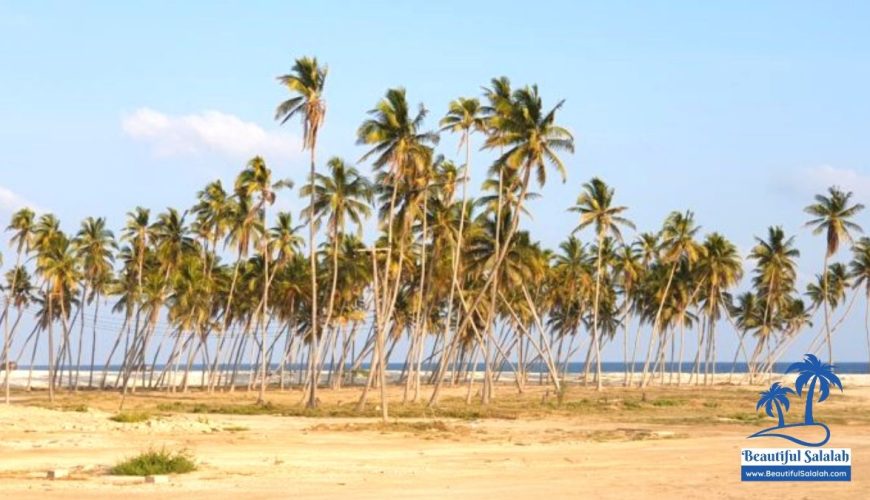 Coconut Palms at Haffa Beach Salalah Oman