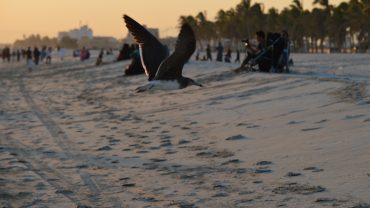 Don’t Forget to take lots of Oman Salalah Pictures / Photographs during your Salalah Visit