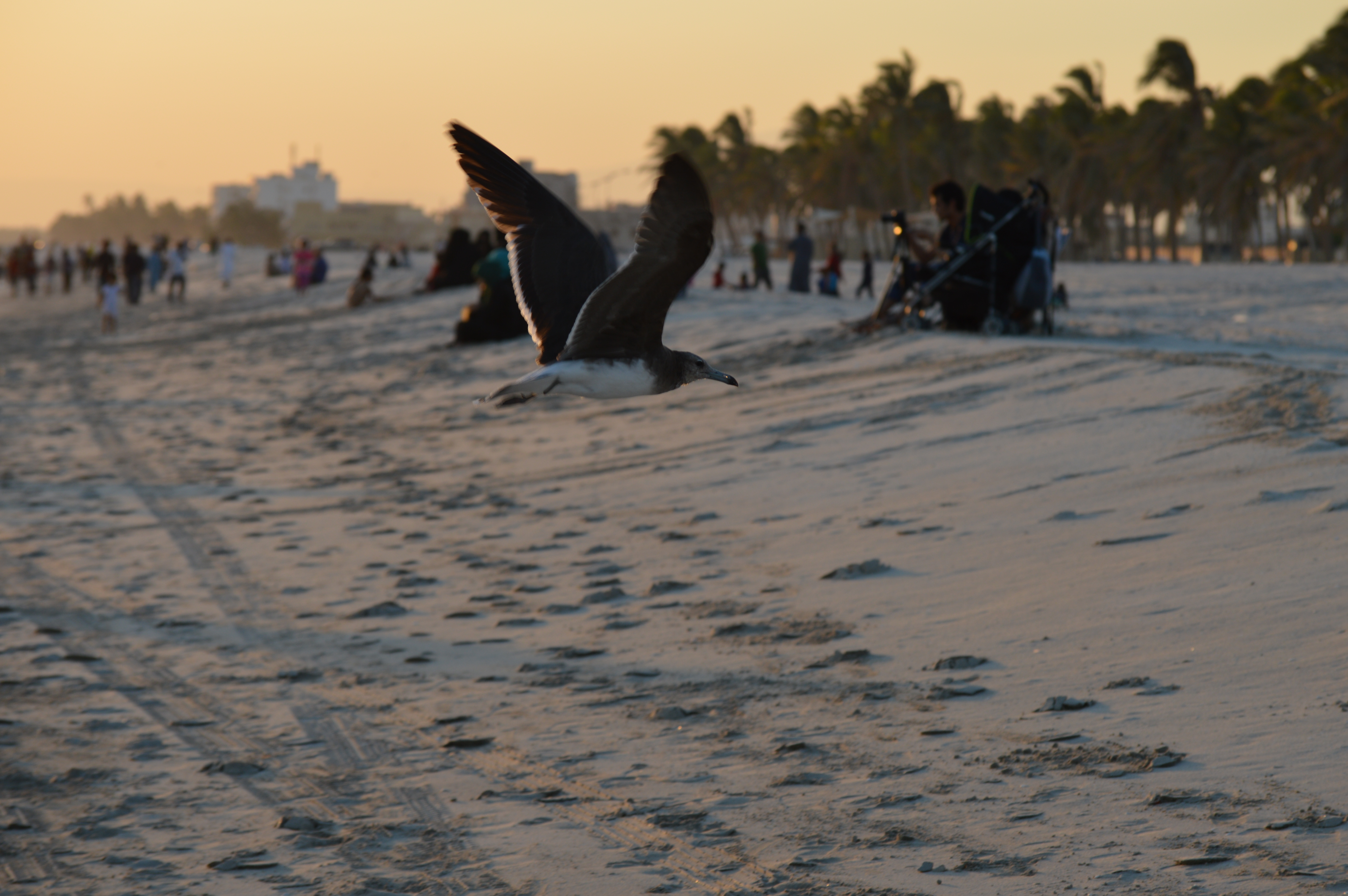 Don’t Forget to take lots of Oman Salalah Pictures / Photographs during your Salalah Visit
