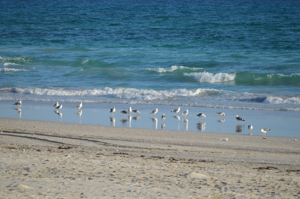 Birds Watching at Mughsayl Beach
