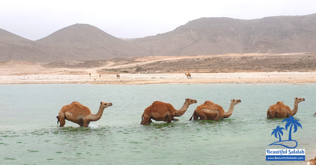 Camels bathing near Marneef Cave