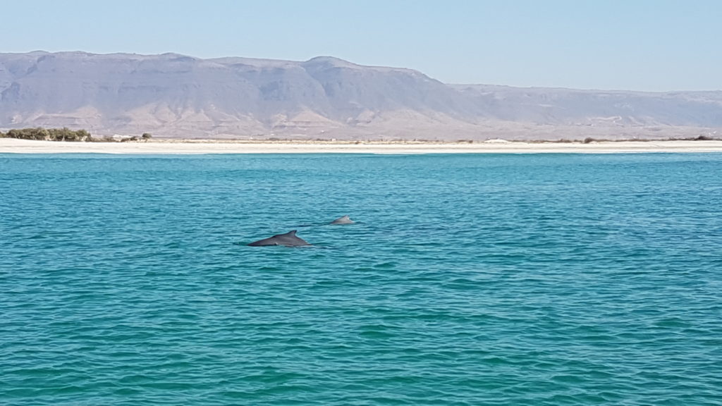 Dolphin Watching Salalah