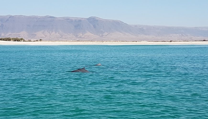 Dolphin Watching Salalah