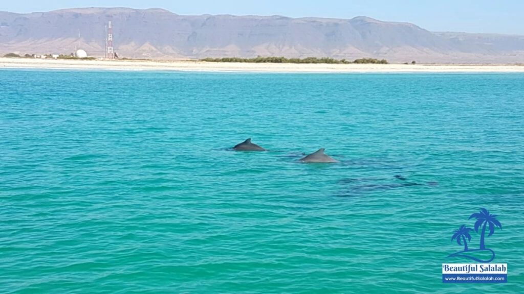 Dolphin Watching in Salalah Oman