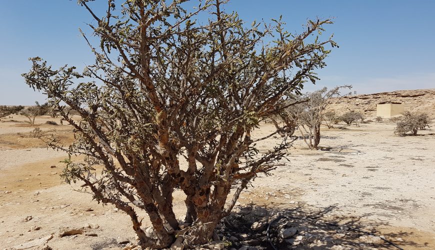 Wadi Dawkah