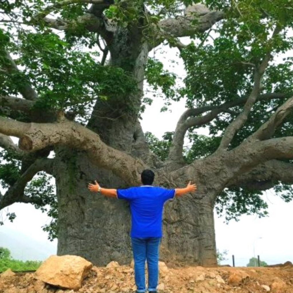 Baobab Tree at Dhalkut Oman