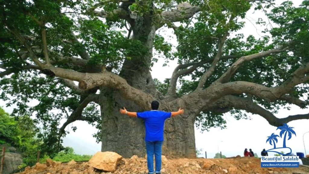 Baobab Tree at Dhalkut Oman