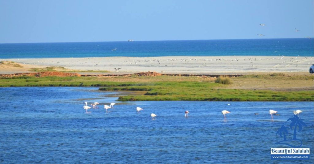 Flamingo Birds in Dahariz Beach Salalah