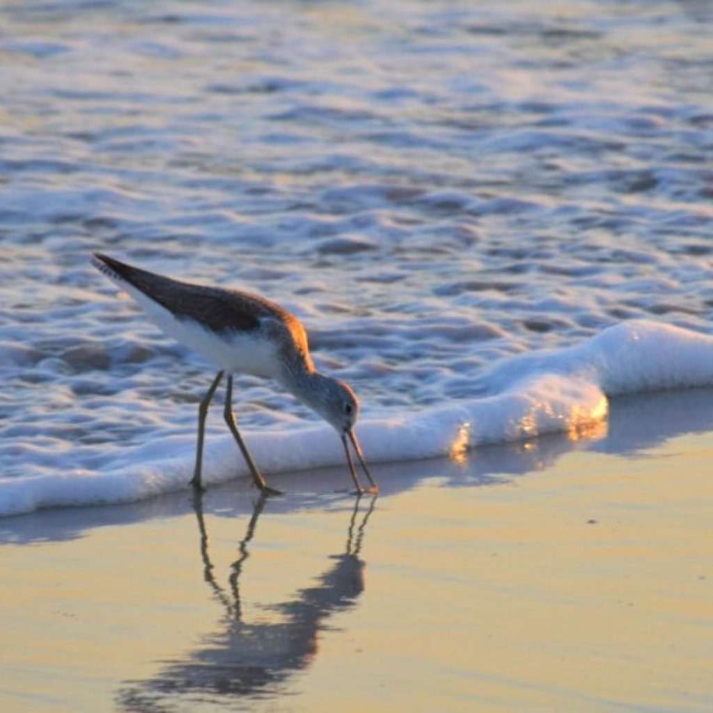 Bird Watching in Ad Dahariz Beach Salalah Oman