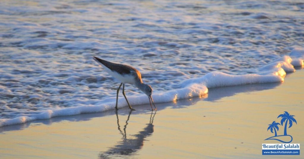 Bird Watching in Ad Dahariz Beach Salalah Oman