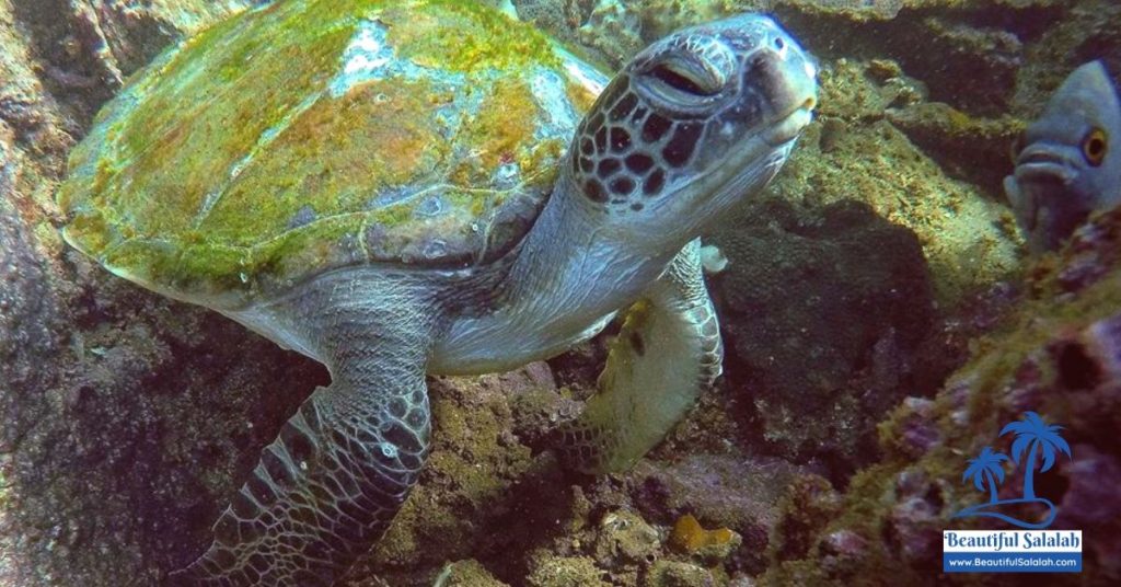 Diving in Mirbat Oman