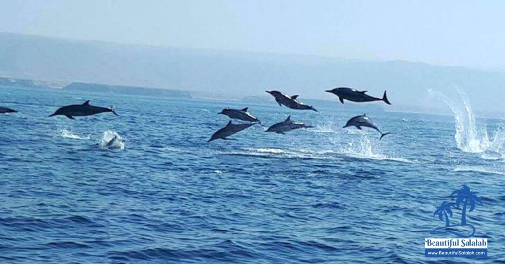 Dolphin Watching in Arabian Sea in Salalah Oman