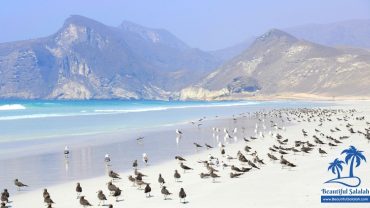 Mughsail Beach Salalah Oman