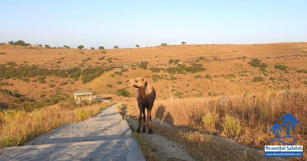 Nabi Ayub Spring Walkway