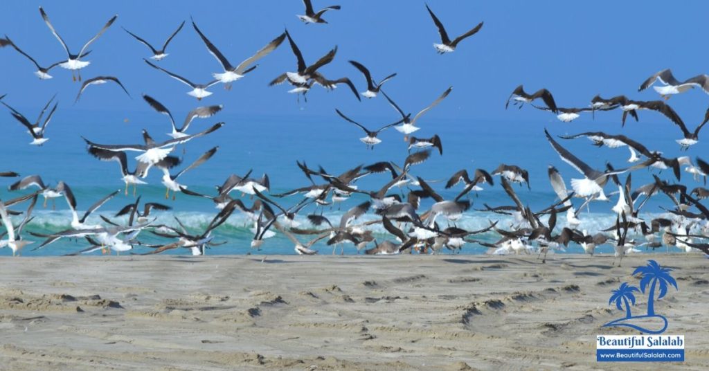 Taqa Beach Near Salalah Oman