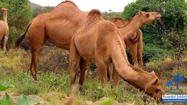 Wadi Darbat - Jebel Safari / Mountain Safari Salalah in East Side