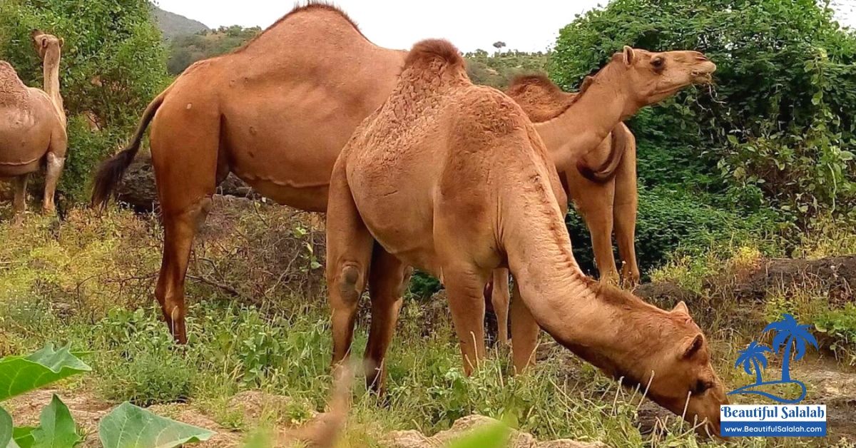 Wadi Darbat - Jebel Safari / Mountain Safari Salalah in East Side