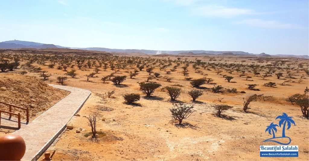 Wadi Dawkah Frankincense Park in Salalah