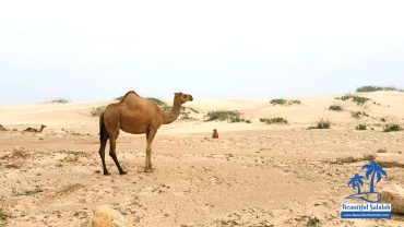 Guide | How to Get Oman Family Joining Visa & Family Visit Visa