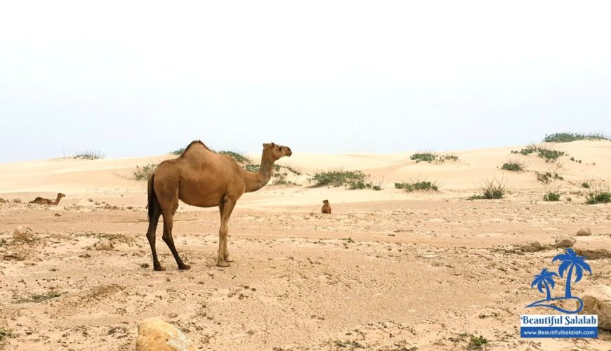 Guide | How to Get Oman Family Joining Visa & Family Visit Visa