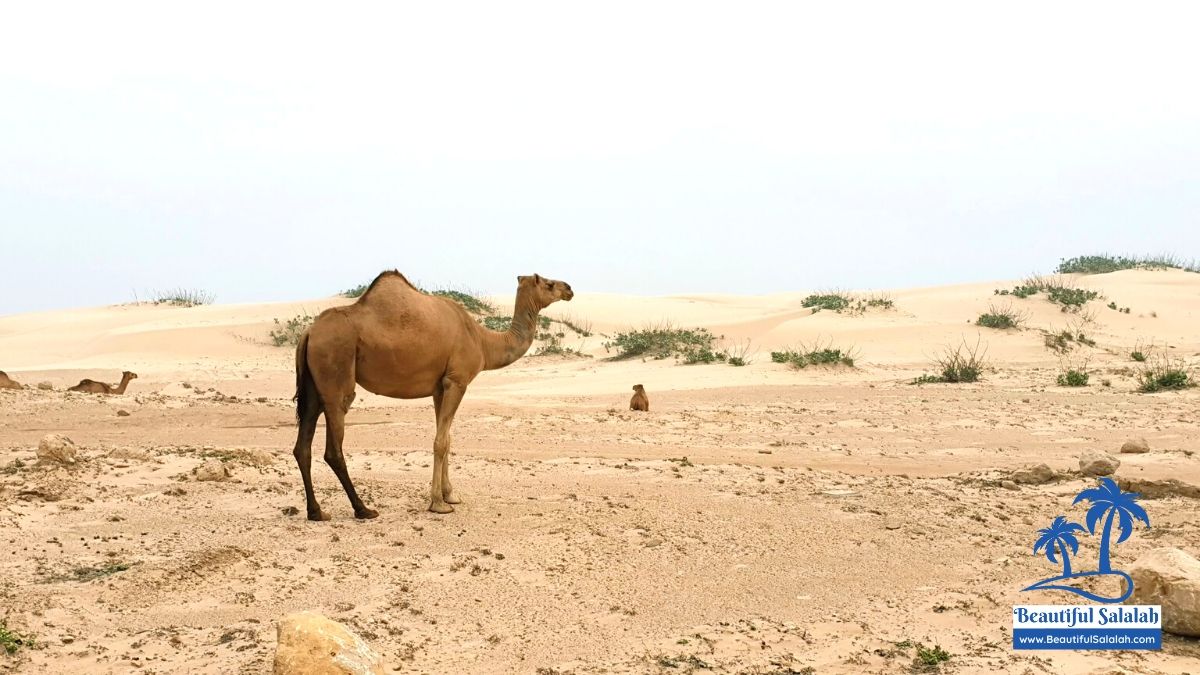 Guide | How to Get Oman Family Joining Visa & Family Visit Visa