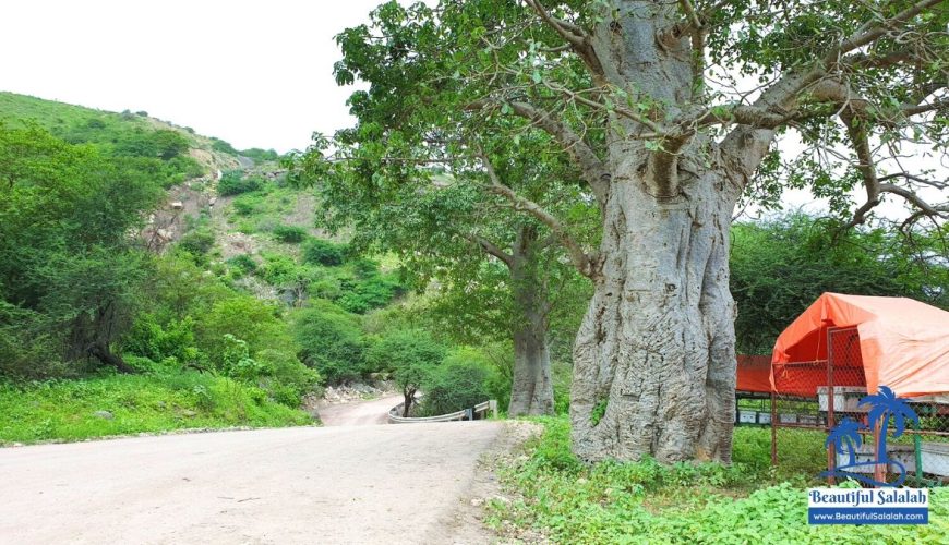 Baobab Tree at Wadi Hanna Near Salalah Oman