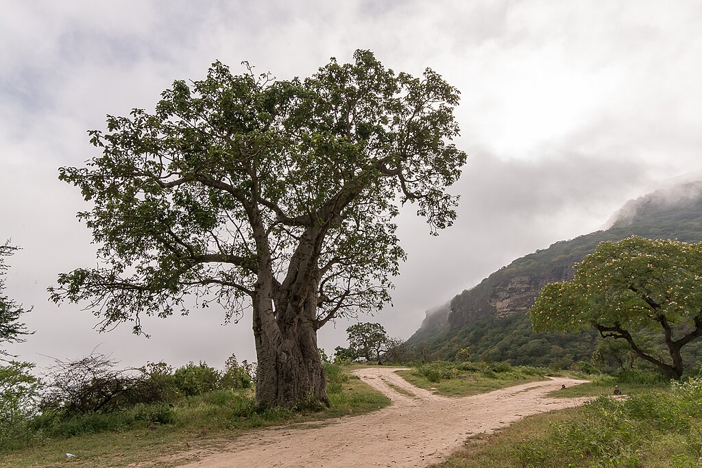 Baobab Trees at Wadi Hanna, East of Salalah, Oman