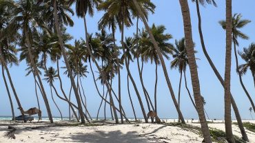 Al Shati Waterfront Salalah – Complete Guide to Salalah’s Beautiful Seafront Promenade