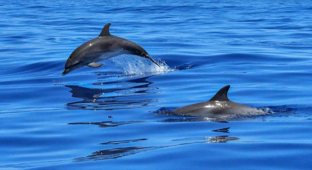 Dolphins swimming Salalah