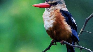 Bird Watching in Salalah Oman
