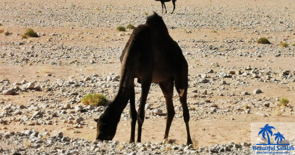 Black Camel in the Empty Quarter Desert in Oman