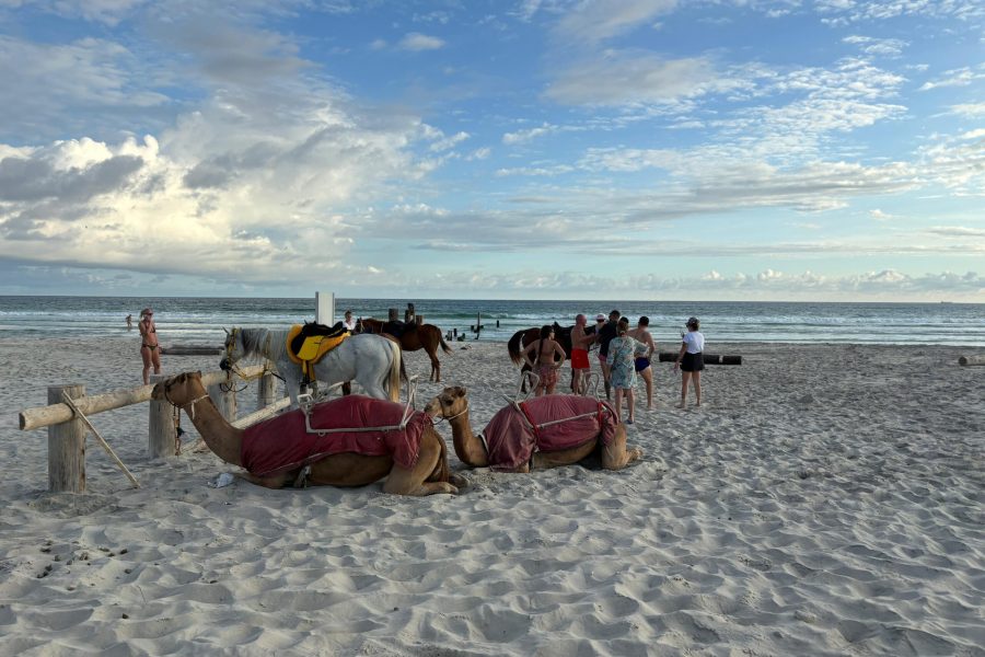Camel Riding on Salalah Beach
