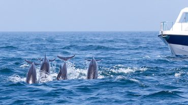 Dolphin Watching in Salalah Oman (In Arabian Sea)