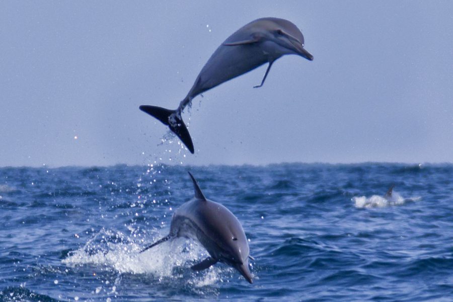 Dolphin Watching Boat Trip