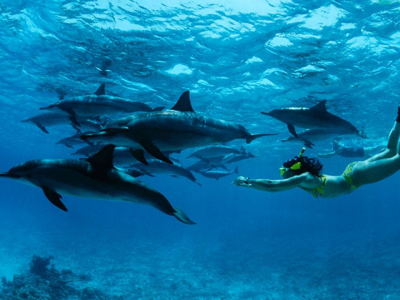 Swimming with Dolphins