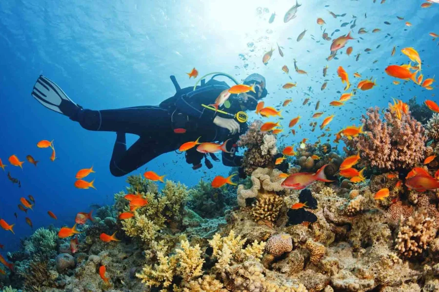 Snorkeling in Mirbat