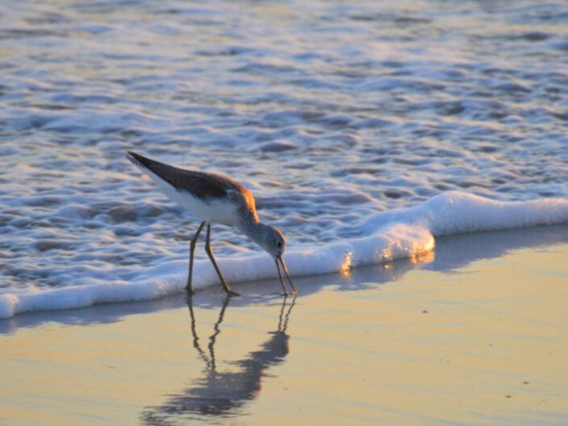 Bird Watching in Salalah: A Paradise for Bird Lovers