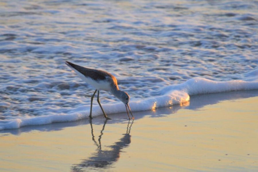 Bird Watching in Salalah: A Paradise for Bird Lovers