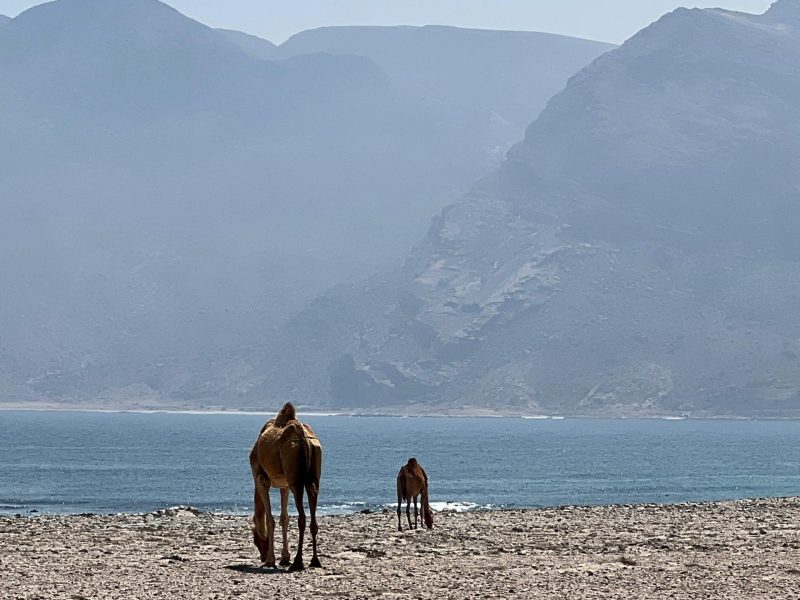 Oman Coastal Highway Tour from Salalah – Fushi Beach Sand Dunes with Hasik