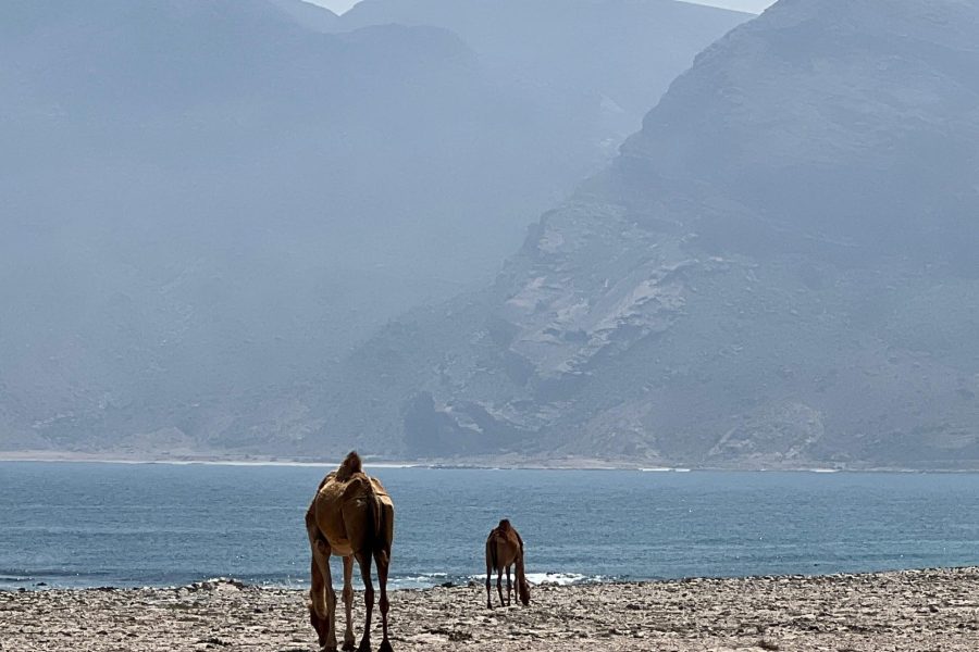 Oman Coastal Highway Tour from Salalah – Fushi Beach Sand Dunes with Hasik