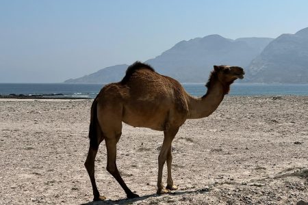 Fushi Beach Dunes & Hasik Coastal Tour | Hidden Gems of East Salalah