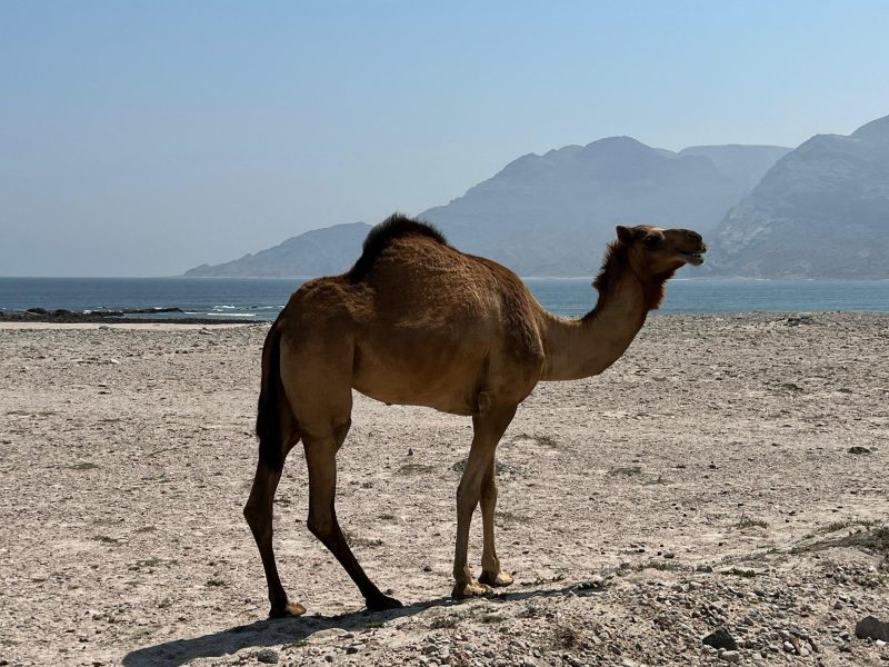 Oman Coastal Highway Group Tour from Salalah – Fushi Beach Sand Dunes with Hasik