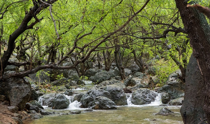 Ayn Spring Ayn Hamran Salalah | Complete Guide to Ayn Hamran Spring