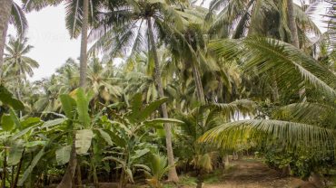 Al Gharif Salalah – Complete Guide to Dhofar’s New Eco-Tourism Farm Experience